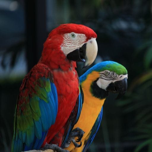 Parrots images
