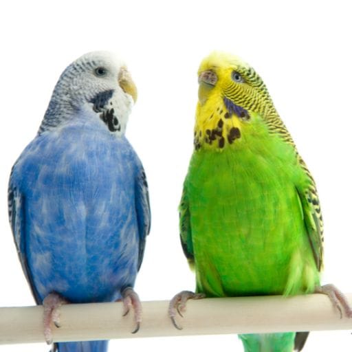 Parrots images