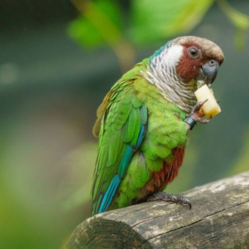 Parrots images