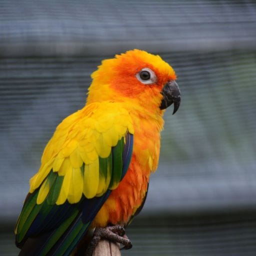 Parrots images