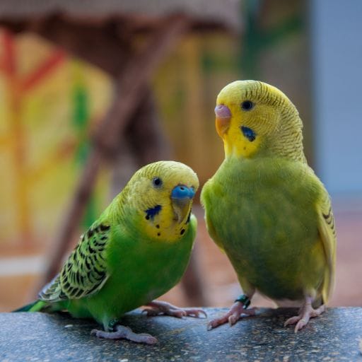 Parrots images