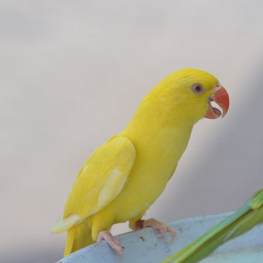 Parrots images