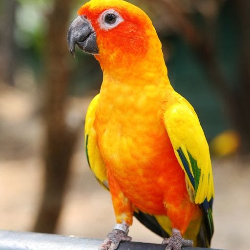 Parrots images