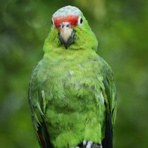 Parrots images