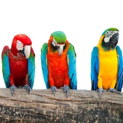 Parrots images