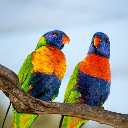 Parrots images