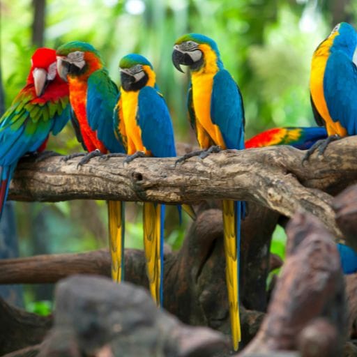 Parrots images