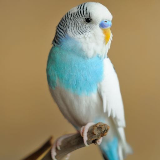 Parrots images