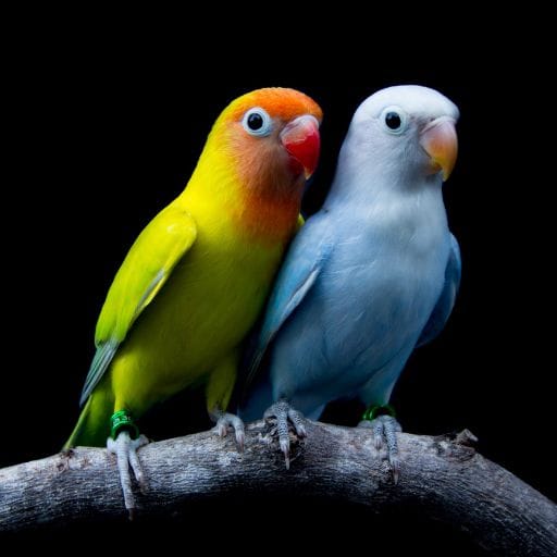 Parrots images