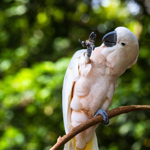 Parrots images