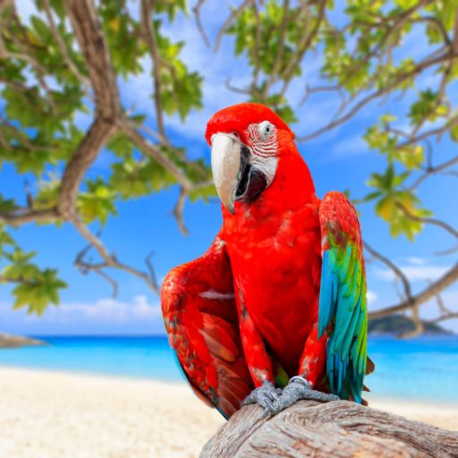 Parrots images