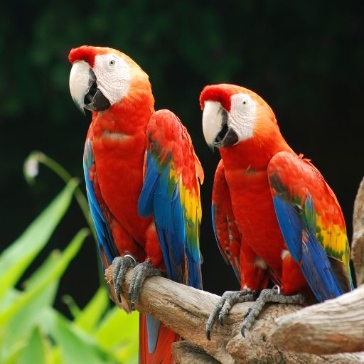 Parrots images