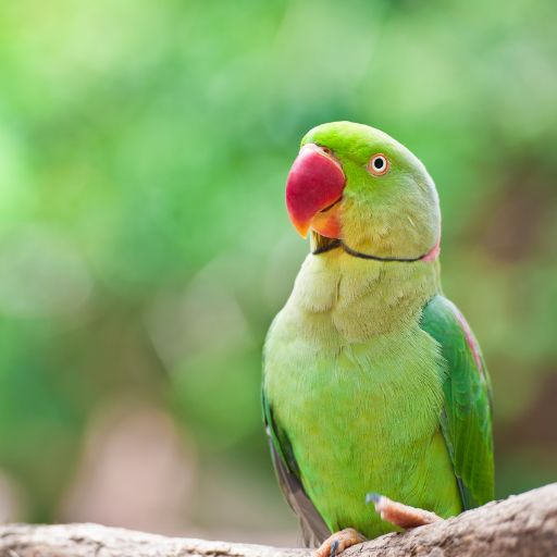 Parrots images