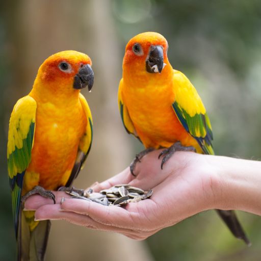 Parrots images