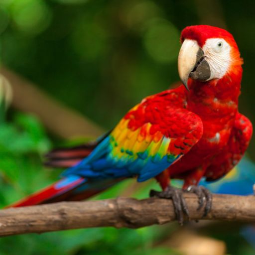 Parrots images