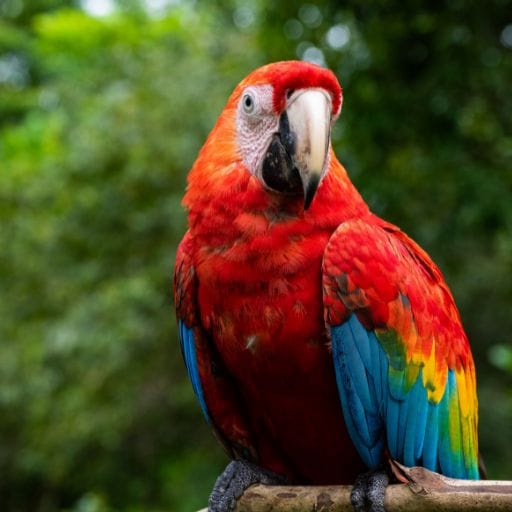 Parrots images