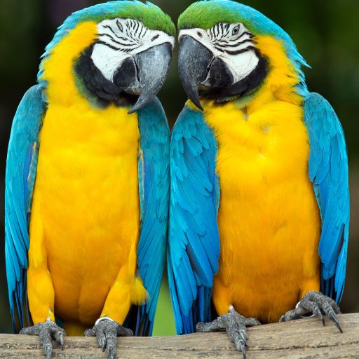 Parrots images