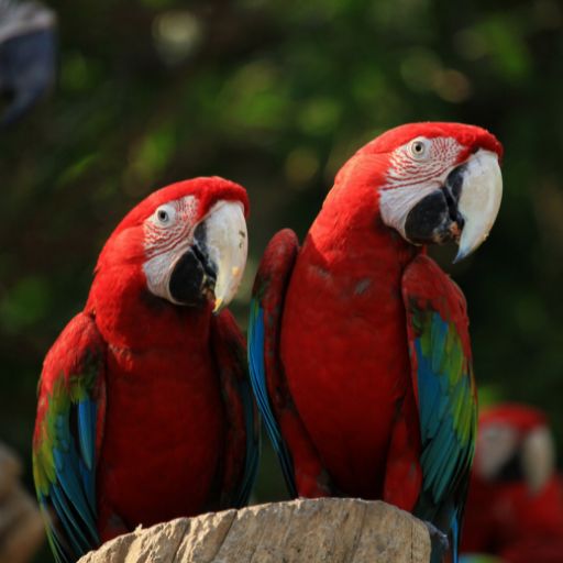 Parrots images