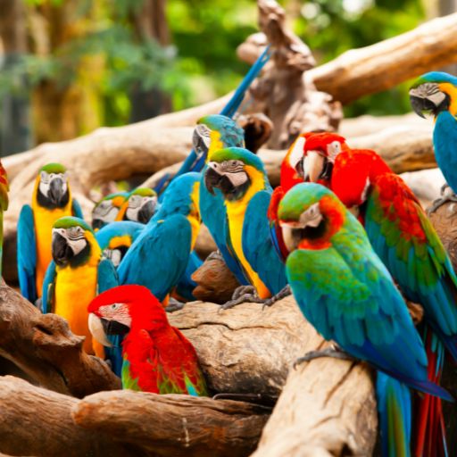Parrots images