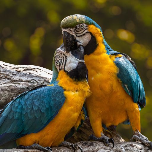 Parrots images