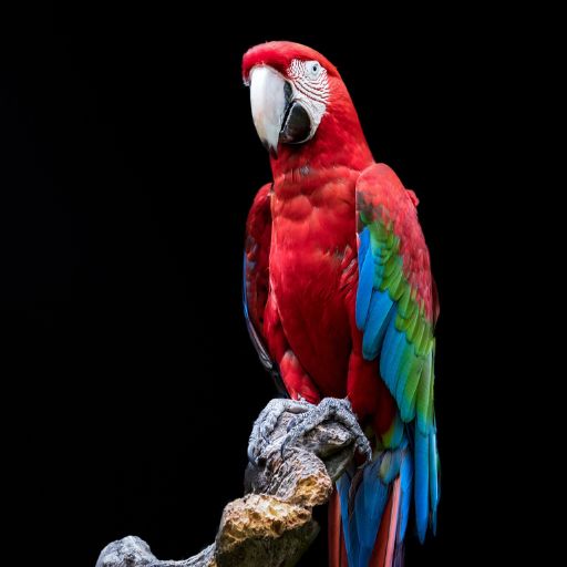 Parrots images