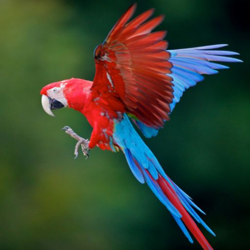 Parrots images