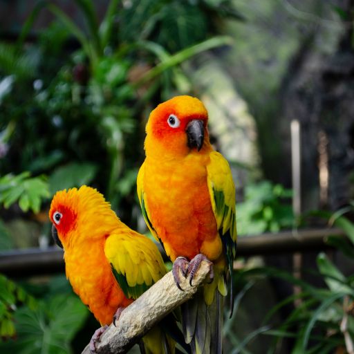 Parrots images