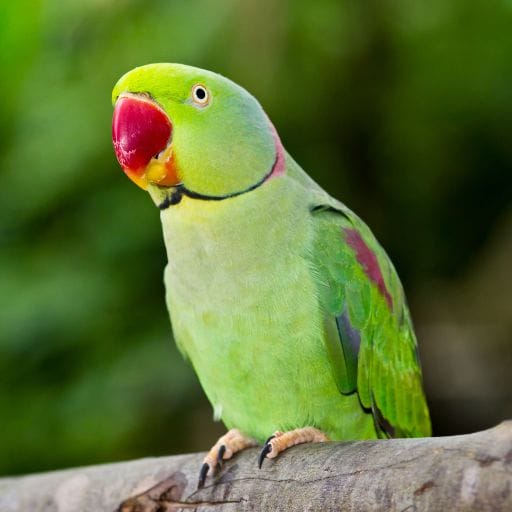 Parrots images