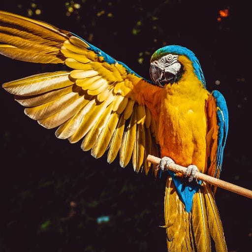 Parrots images
