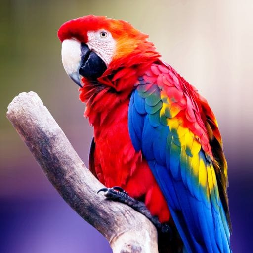 Parrots images