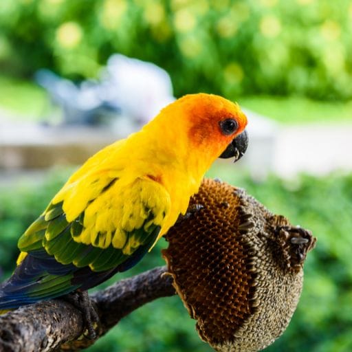 Parrots images