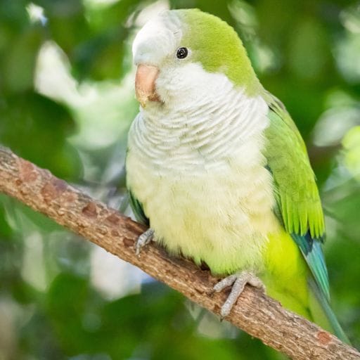Parrots images