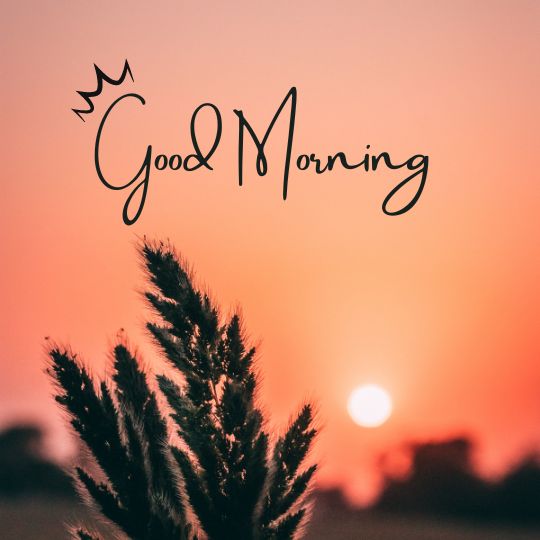 best images of good morning 1