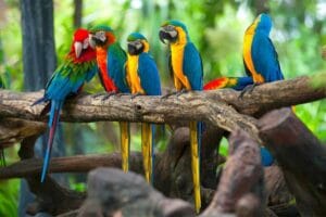 Read more about the article [77+] Parrots Images HD: Feast Your Eyes on Nature’s Colors