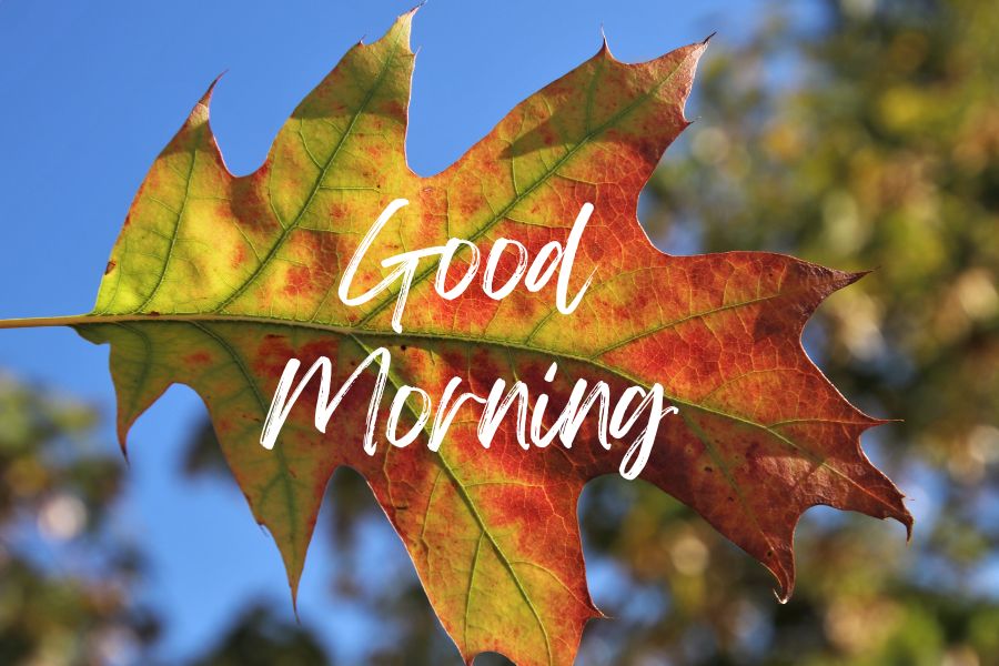 beautiful nature good morning