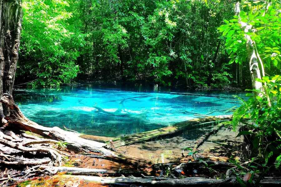 beauty nature picture