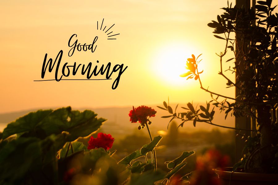 flower nature good morning images