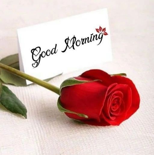 love good morning roses