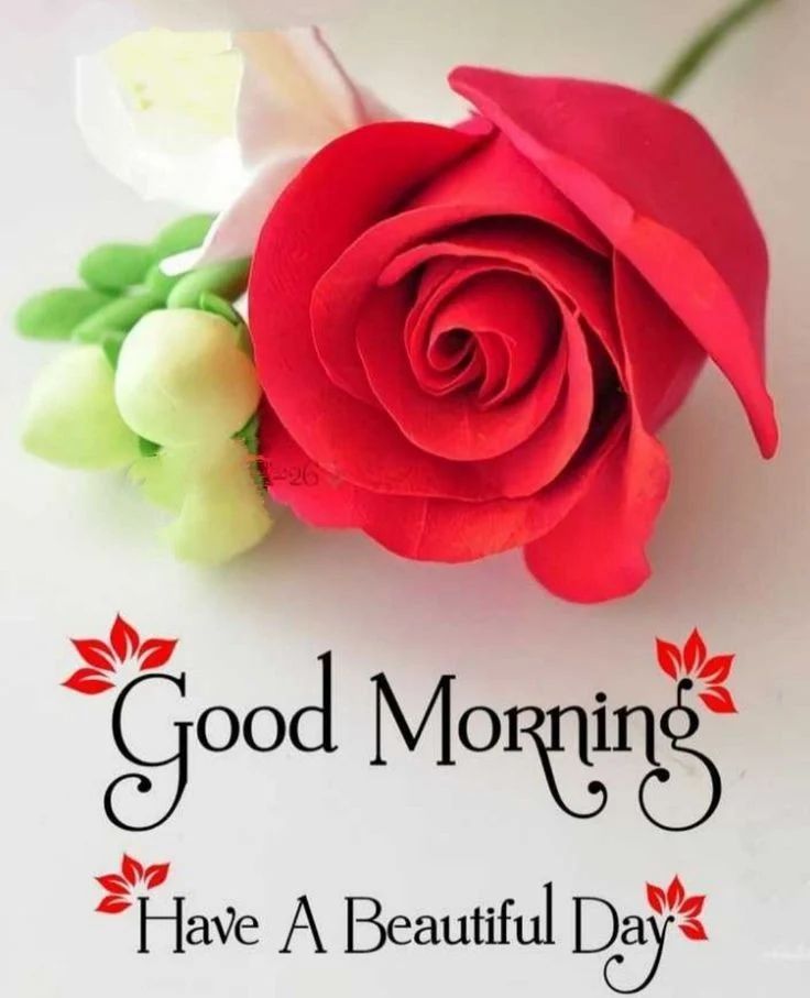 love romance good morning images