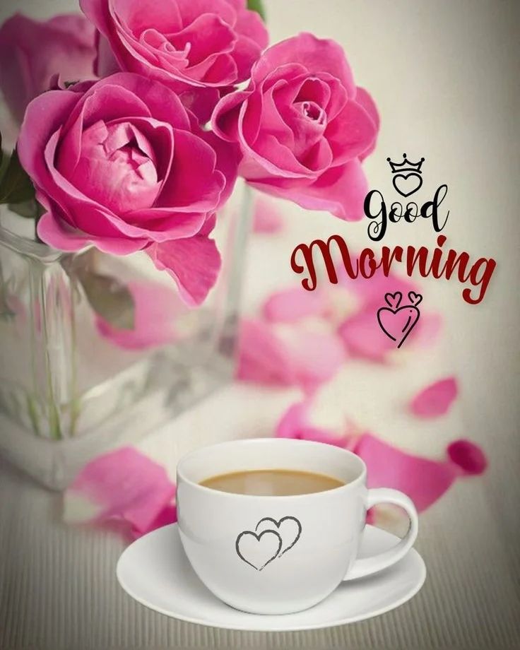 love romantic good morning rose