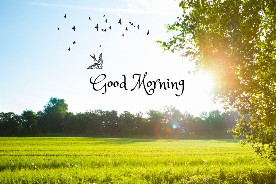 nature beautiful good morning images