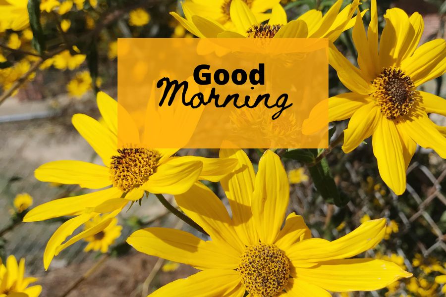 nature flower good morning photos
