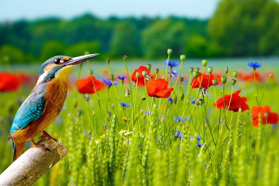 nature flower picture