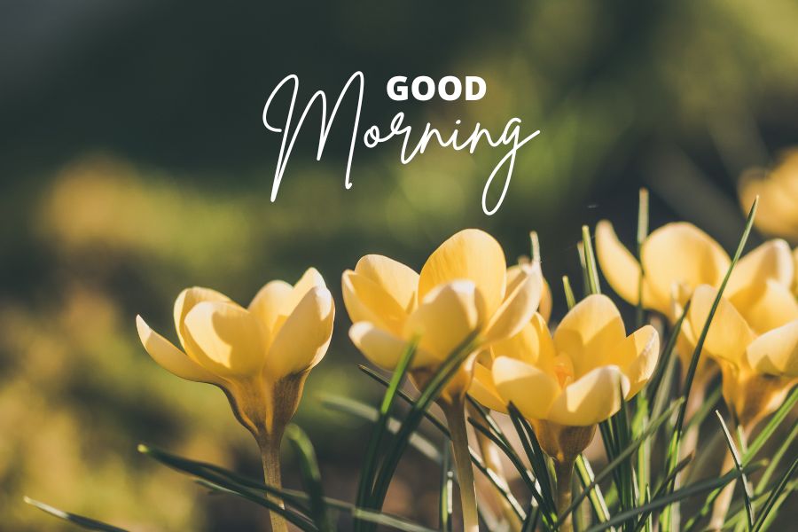 nature flowers good morning images