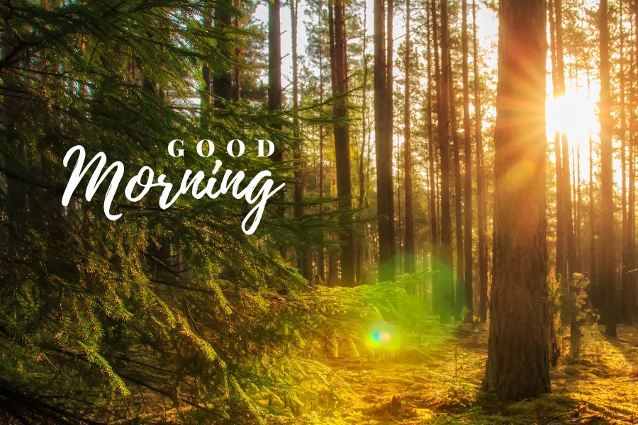 nature good morning hd images