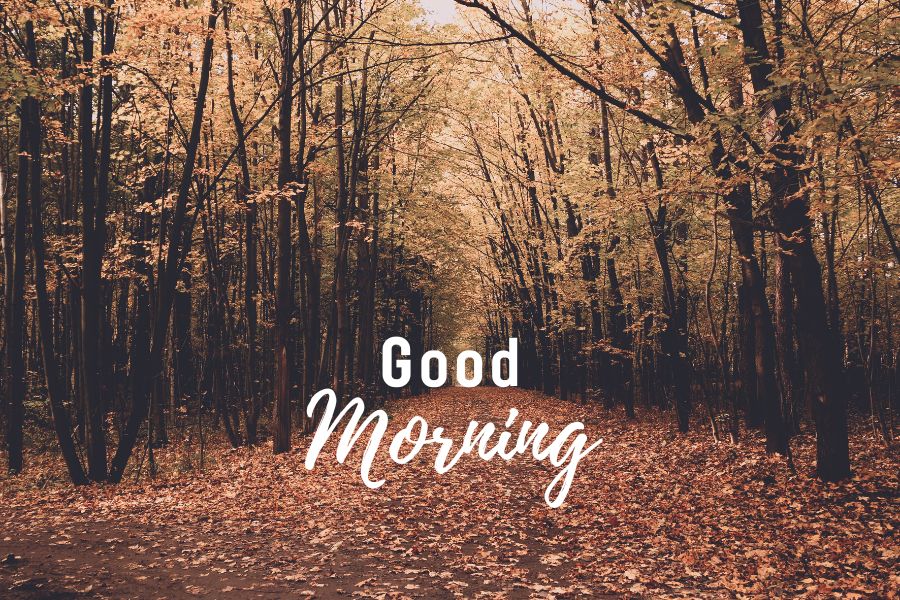 nature good morning photos