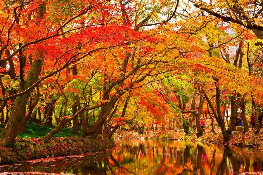 nature hd photos