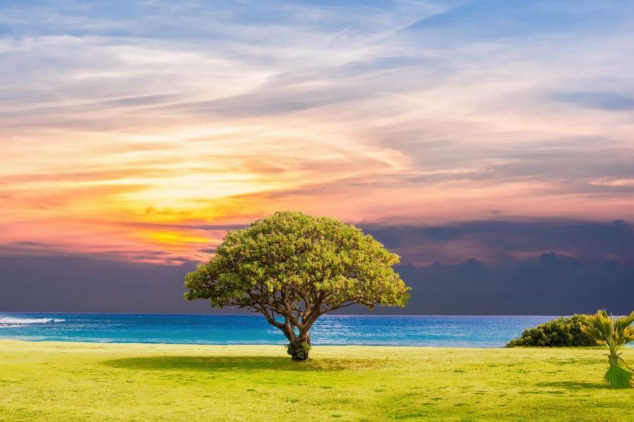 nature image background