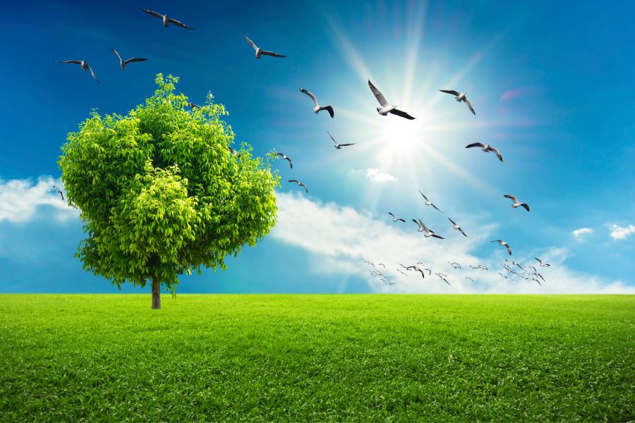 nature image in hd