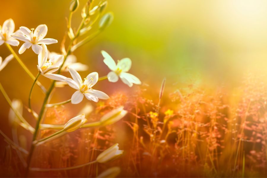 nature images flower